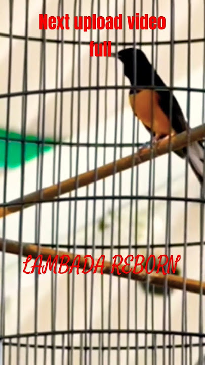 gila satu napas panjang banget LAMBADA REBORN next upload full video