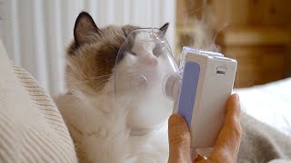 How I use a nebulizer on my cat