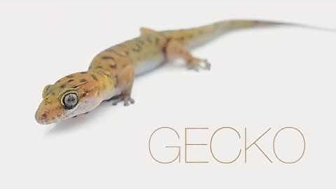 Armattan Gecko