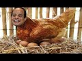 السيسي لو باض الديك أنا مش هديك 