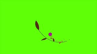 Cartoon Wildflower Plant Growing Animation – Green Screen