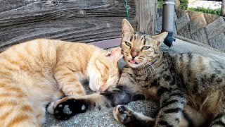 仲間と一緒なら安心だニャン！無防備な姿で気持ち良さそうに眠る猫達