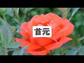 だーきし変？