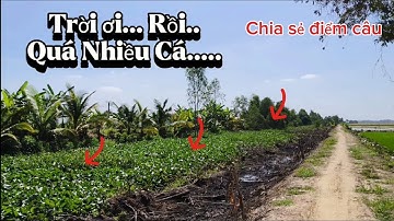 Chia sẻ điểm câu/Toàn Cá Lớn,Ban Ngày Chứ Trê Vàng Không Tưởng Hốt Con Chúa Kênh Lên Luôn..