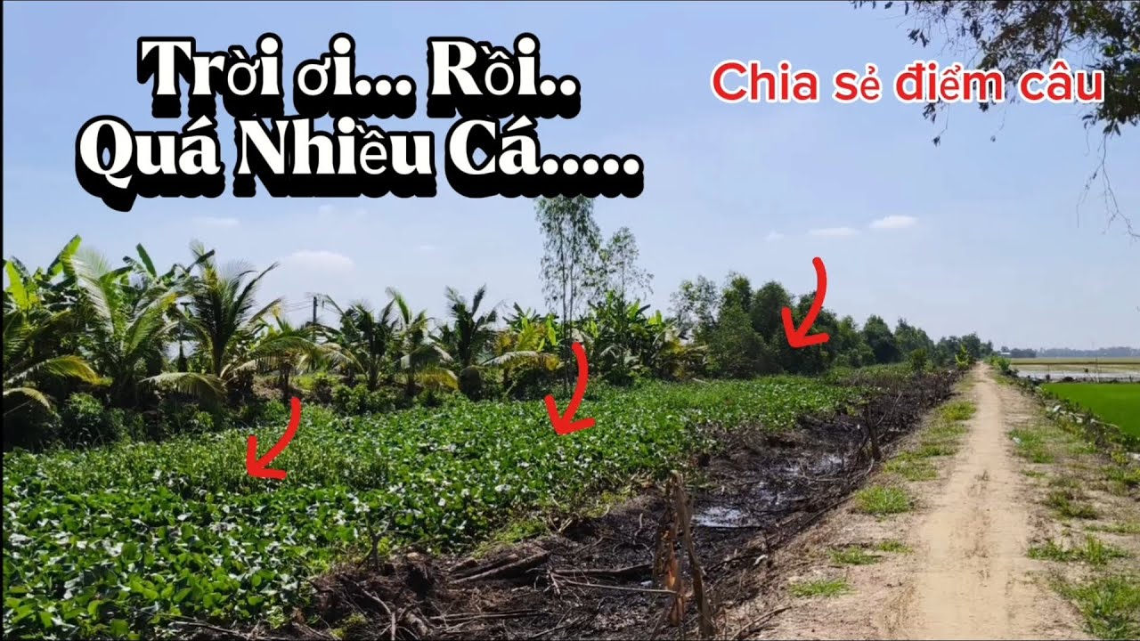 Chia sẻ điểm câu/Toàn Cá Lớn,Ban Ngày Chứ Trê Vàng Không Tưởng Hốt Con Chúa Kênh Lên Luôn..