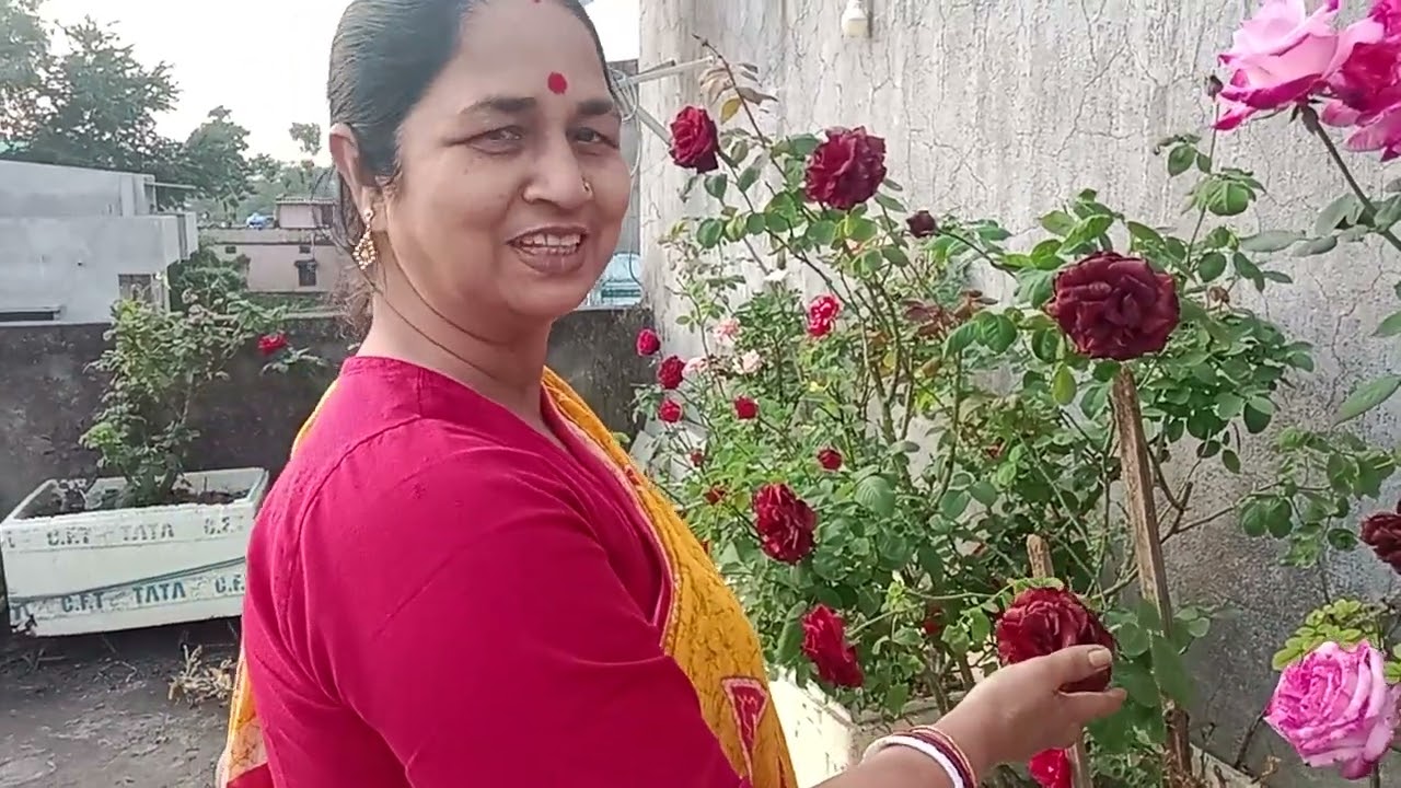 amader badi er gulab phool er show Korlam...