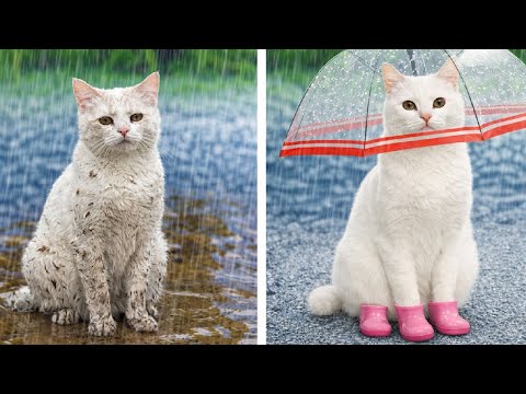 🐾 Stop Wasting Money on Pet Gadgets! 🐶🐱 Essential Tools & Genius Tips for Pet Care