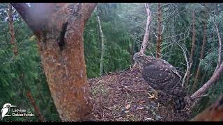 Jastrząb/Vistu vanags (Accipiter gentilis) Zemgalē , Łotwa - młode z wizytą 2026 07 22