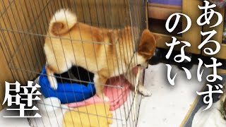 口にくわえた棒がつっかえて通れない柴犬