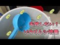 [メダカ]絶対失敗しない、誰でも簡単ゾウリムシ培養方法！！