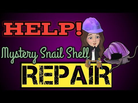"Help!" How to Repair a Broken Mystery Snail Shell