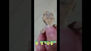 크레는 옷벗고 싶어!