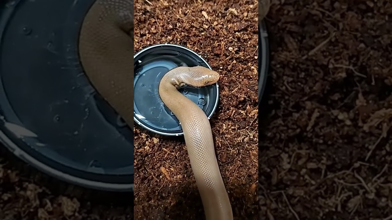 Rubber Boa drinking (Charina bottae)