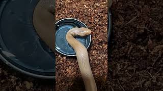 Rubber Boa Drinking Charina Bottae