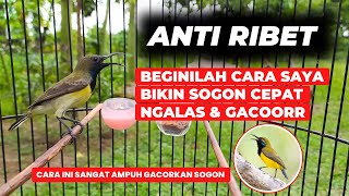 CARA JITU BIKIN SOGON NGALAS NGLEPER❗SATU CARA ANTI RIBET❗