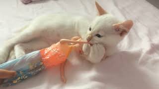 The Cutest Kitty Cat You Ever Seen, Best Compilation