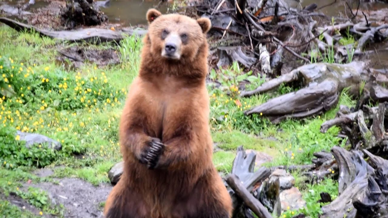 Bears Of Alaska At Fortress Of The Bear Sitka Highlight 4K YouTube Bears Of Alaska At Fortress Of The Bear Sitka Highlight 4K YouTube