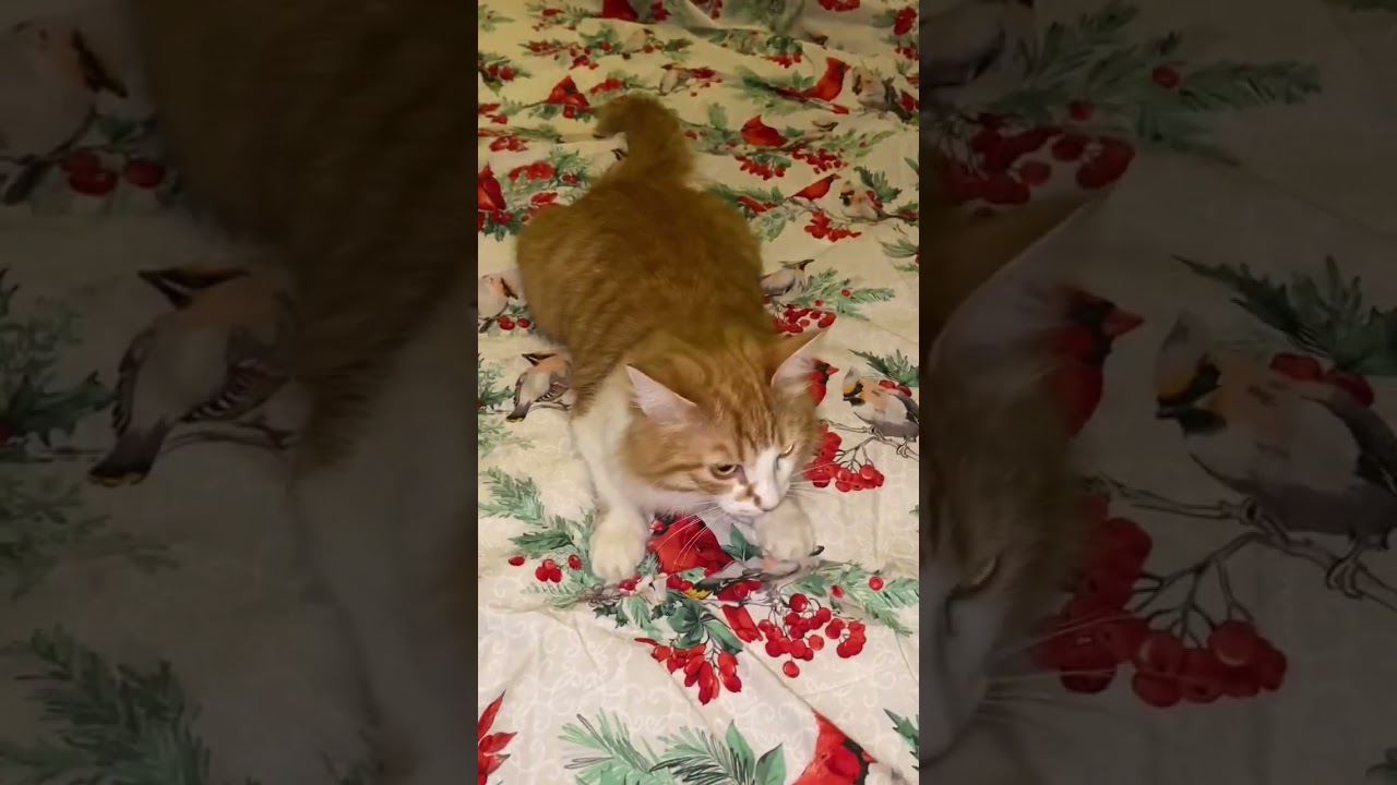 Василиса-Симба Апельсиновна 🤣 