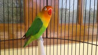 EMOSI tinggi!!! LOVEBIRD ngetik KOEK full memanggil lawan..bikin LAWAN langsung emosi nyaut BERBUNYI