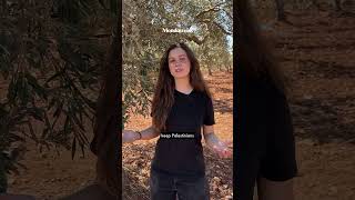 Israel says these Palestinian olives trees are a security threat