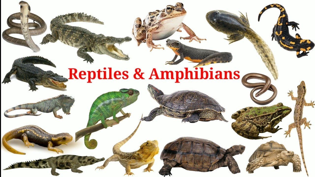 Reptiles & Amphibians In English With Pictures | Reptiles Amphibians