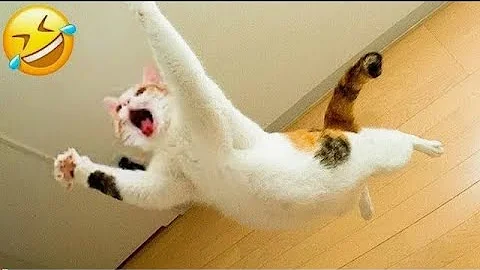 Watch the video about Funny animals videos funniest cats and dogs 2025