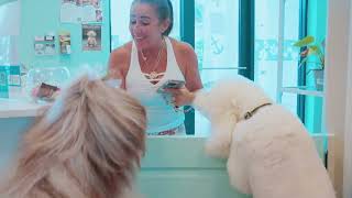 Salty Pup Grooming Salon Naples Florida