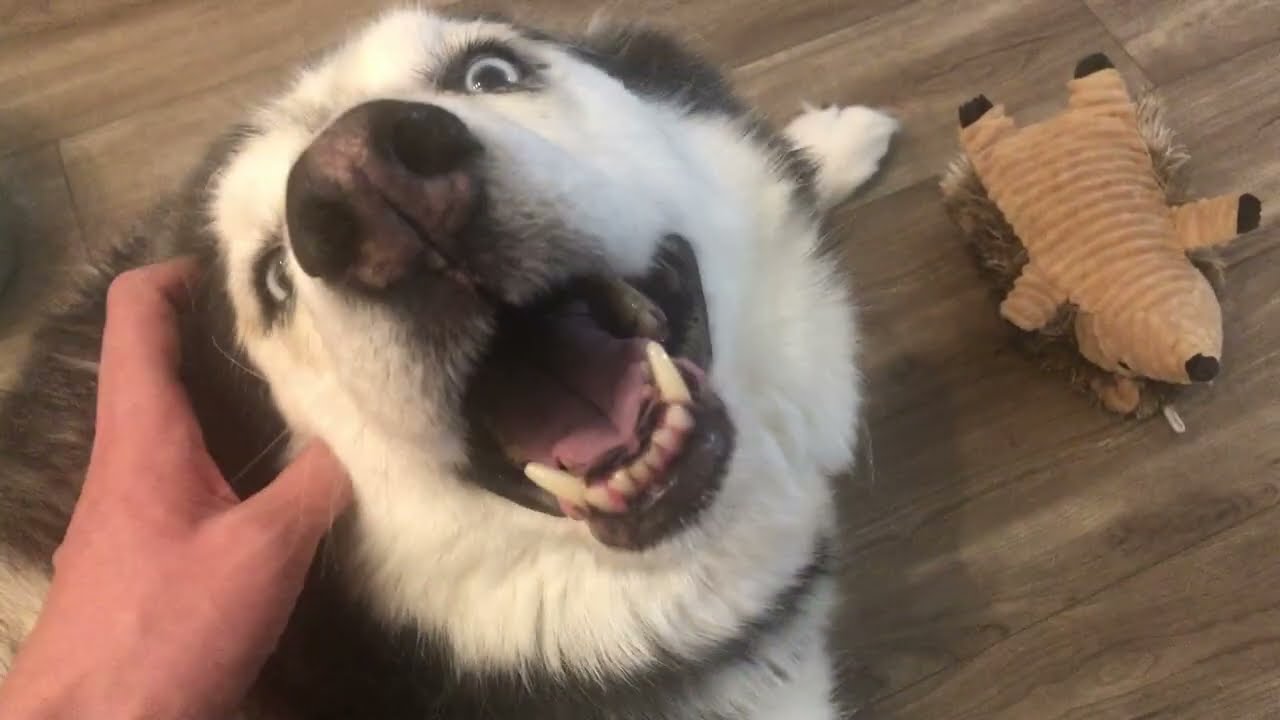 How To Husky Proof Your Home (Inside Version)