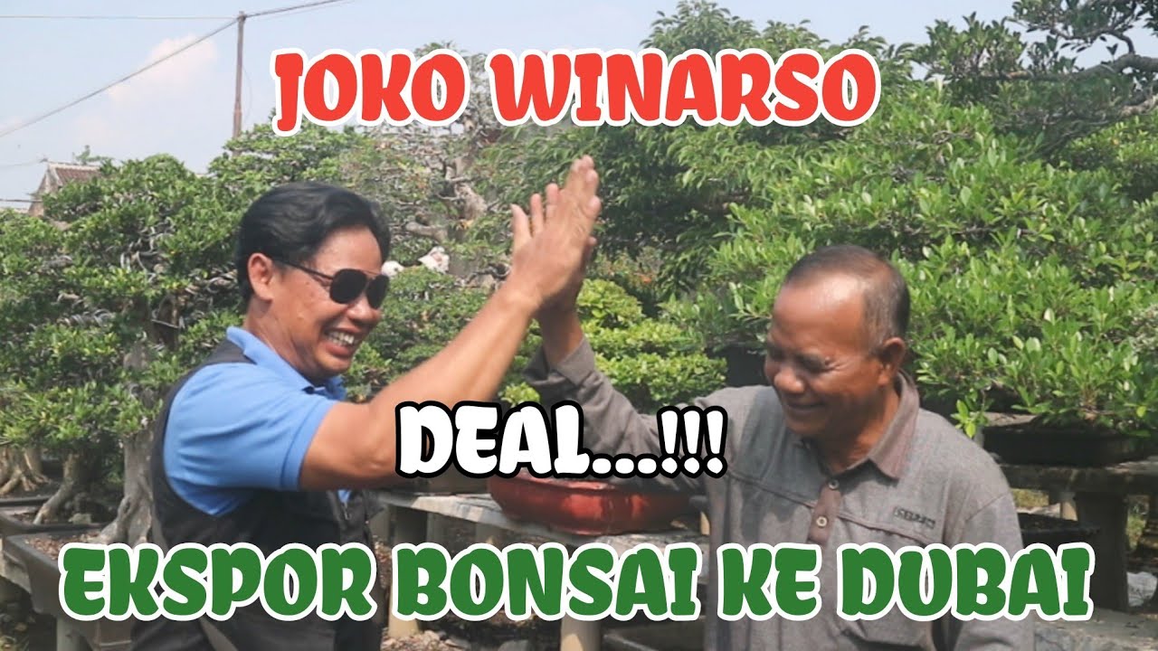 review bonsai kualitas ekspor bersama P joko winarso 