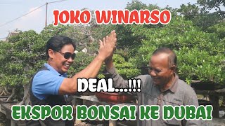 review bonsai kualitas ekspor bersama P joko winarso #bonsaitree #reviewbonsai #bonsaiindonesia