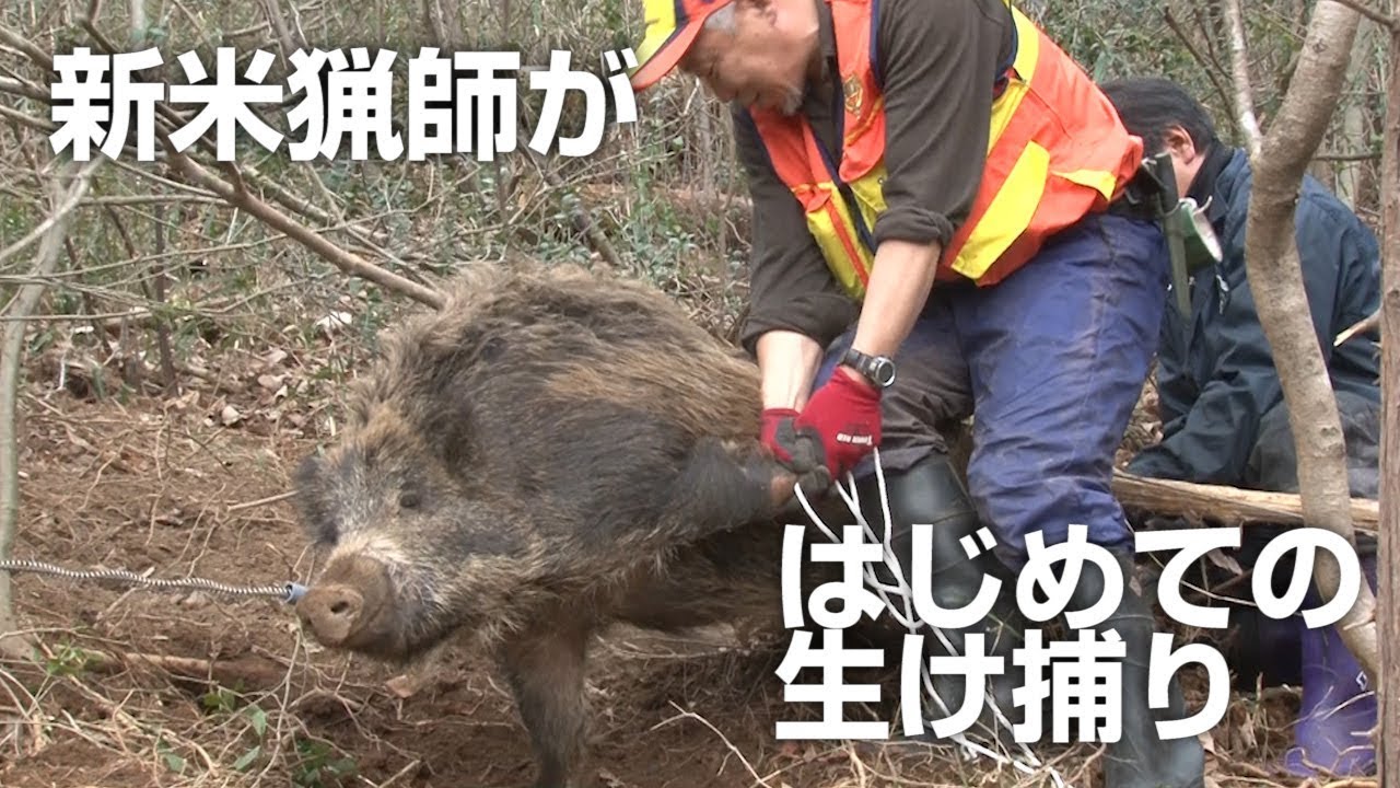 新米猟師がはじめてのイノシシ生け捕りに挑戦する グロなし New Rice Hunters Challenge Their First Wild Boar Capture Youtube