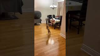 Acrobatic Kitty in Action! 🐾 #cat #cutecat #kitten #funnycats #catshorts #mocicatstory