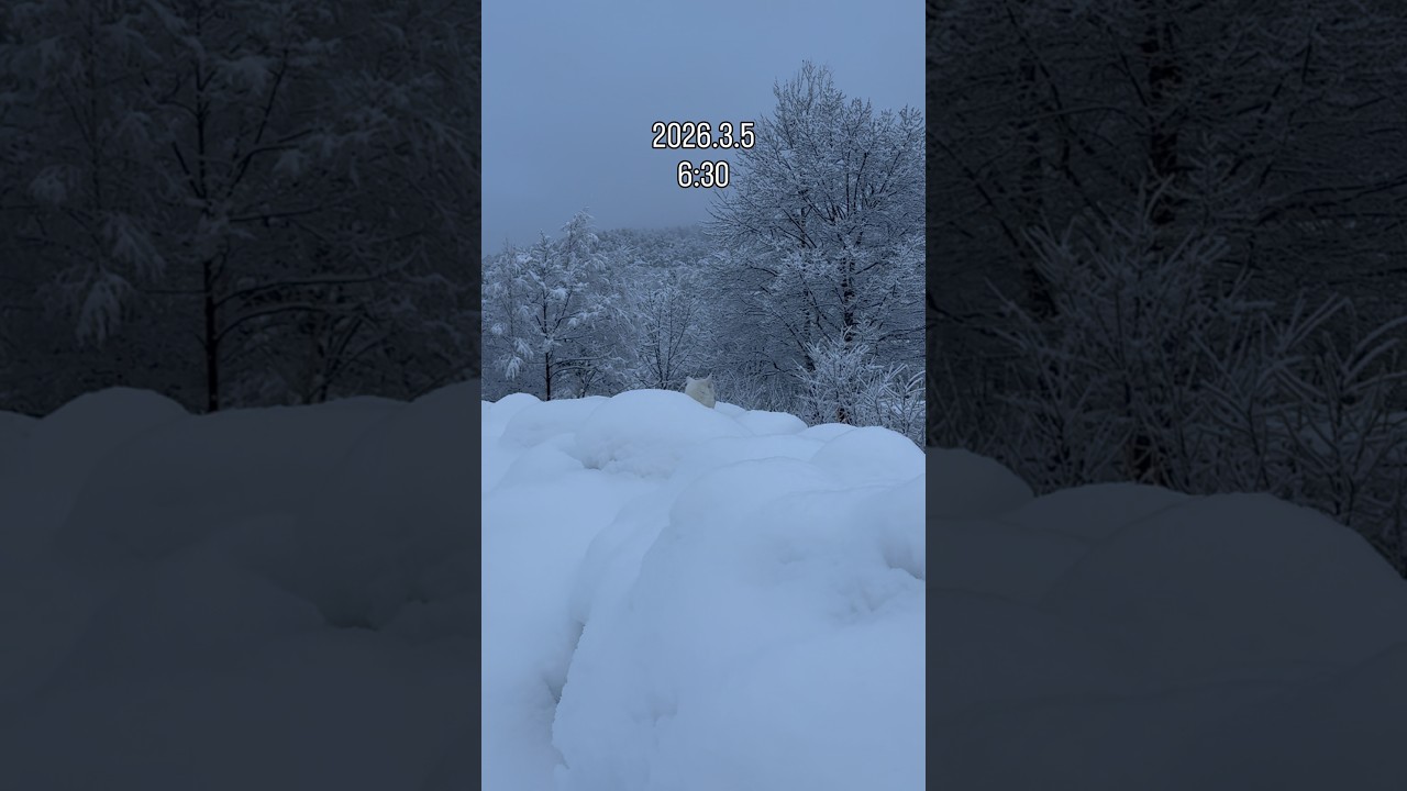 今朝は久しぶりの降雪(湿り雪) #北海道犬 #寒の戻り #なごり雪