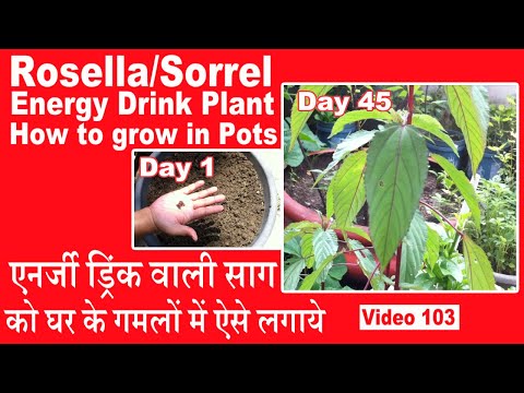 Video: Growing Red Veined Sorrel – Cómo hacer crecer una maldita planta