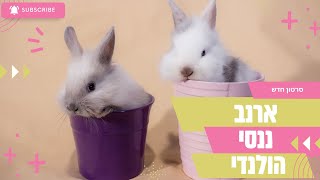 ארנב ננסי הולנדי וארנב ננסי 🐰 חיות חמודות