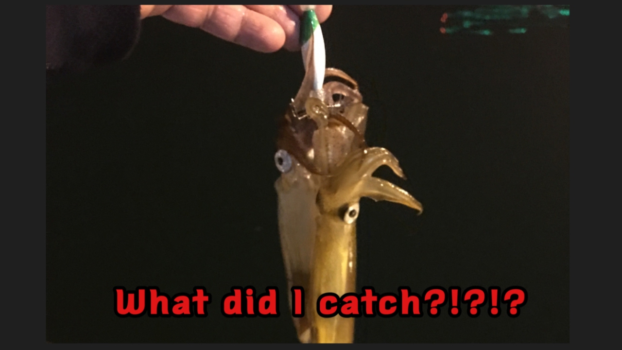 Squid Fishing Puget Sound YouTube