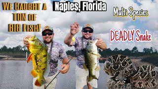 Naples Florida: We Caught a TON of BIG Peacock Bass and We Cross Paths With a DEADLY Snake! 😳