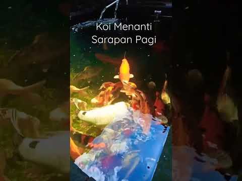 Koi menanti sarapan pagi