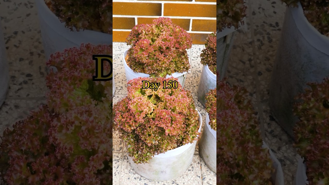 Growing Lollo Rossa lettuce from seed for regular Harvest