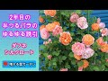 2年目の半つるバラのゆるゆる誘引
