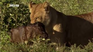 Survivor Baby Wildebeest Saved By The Lioness Fairytale Nat Geo Fullhd 2017