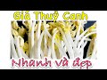 Cách làm GIÁ ĐỖ, ĐẬU THUỶ CANH siêu nhanh, KHÔNG CẦN TƯỚI, KHÔNG GIẶT KHĂN, Giá trắng nõn, đẹp ngon!