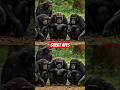The Great Apes || The Smartest Animals After Humans #animalshorts #wildlife