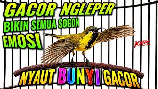 PANCINGAN SOGON AGAR EMOSI BUNYI GACOR NGLEPER‼️