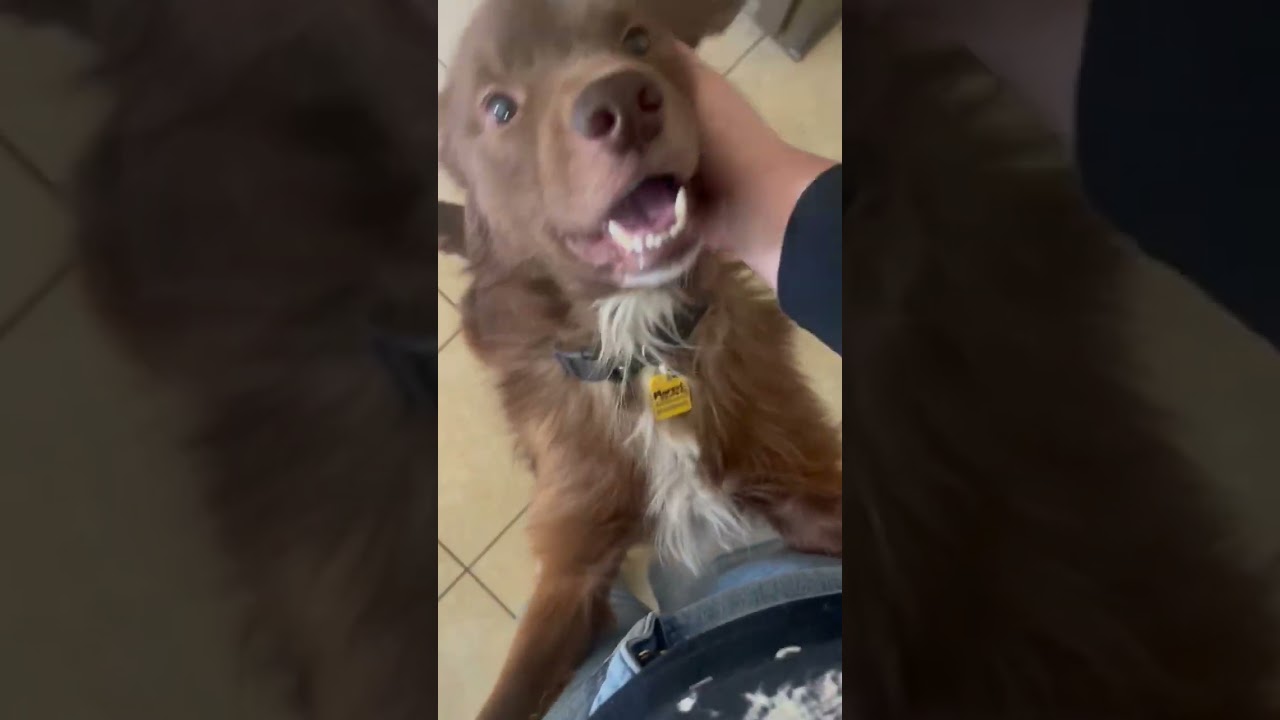 Gods Dogs Rescue- HELLO FOSTER MOMMY!!!