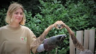 Roofvogeldemonstratie Planckendael