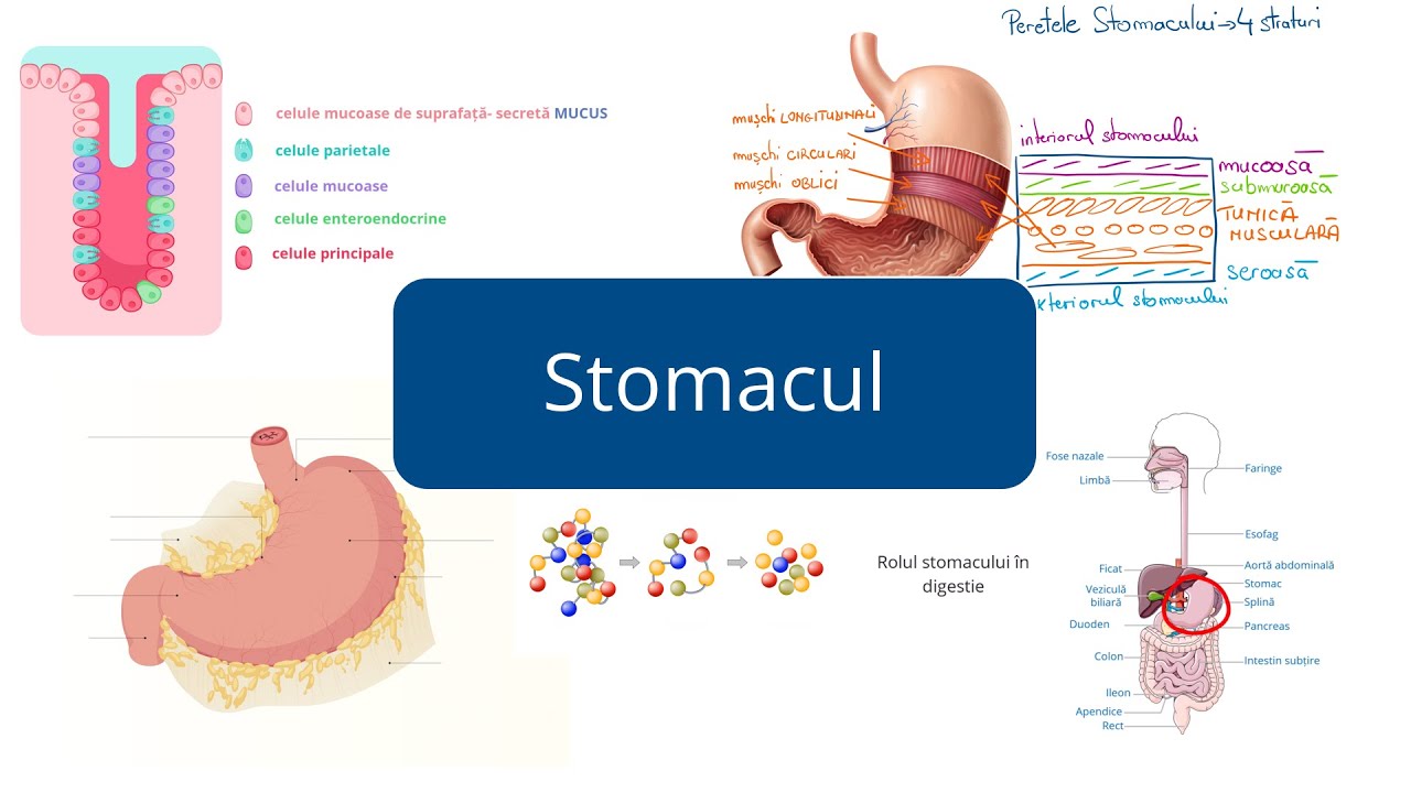 Stomacul - Barron's - Admitere la Medicină