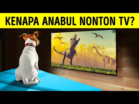 Video: Inilah yang dilihat anjing ketika Anda menonton TV bersama