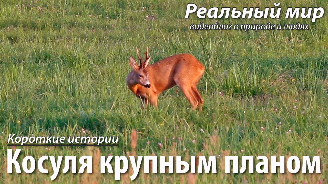 Косуля крупным планом. Европейская косуля (Capreolus capreolus), самец.