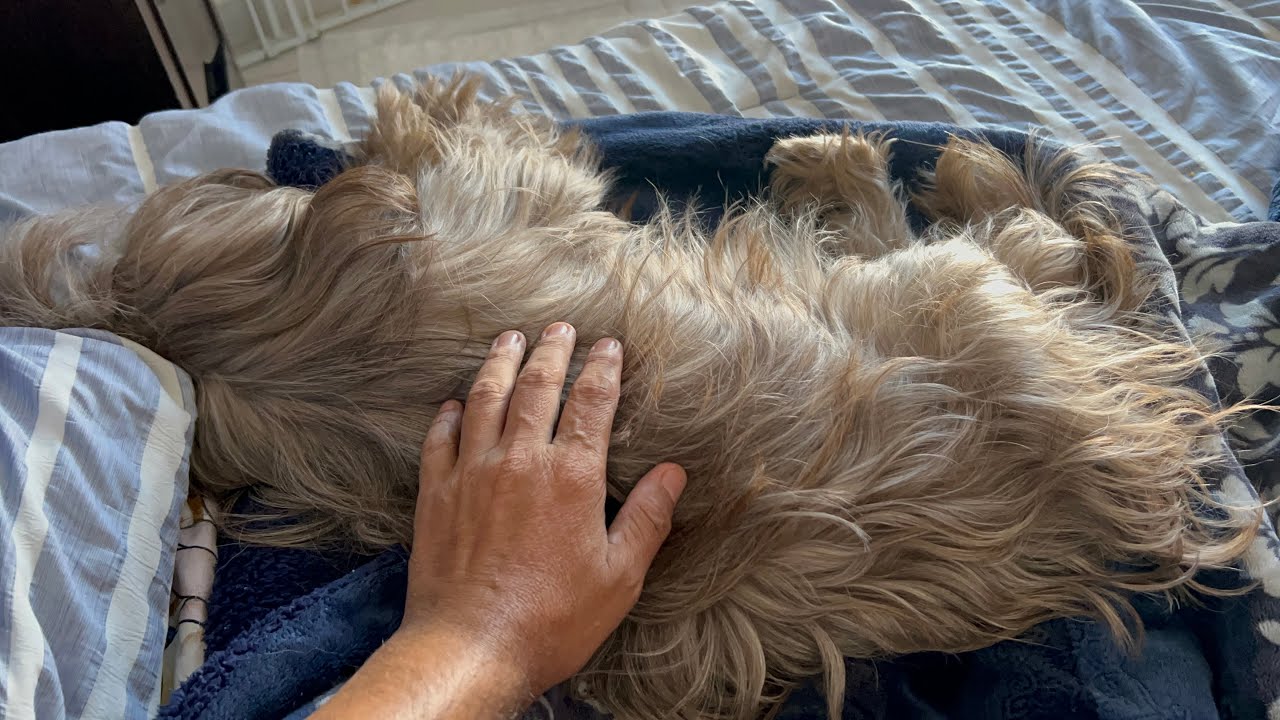 Perra EMBARAZADA no quiere COMER | ES NORMAL ??